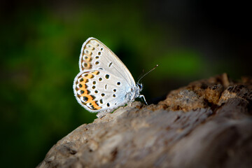 秋に川原や草原で見られる青紫色の小さな美しいチョウ、絶滅危惧種のミヤマシジミ