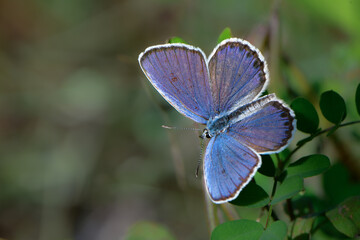 秋に川原や草原で見られる青紫色の小さな美しいチョウ、絶滅危惧種のミヤマシジミ