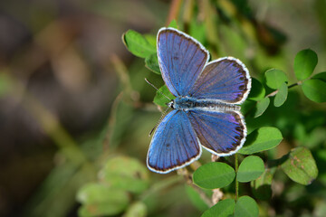 秋に川原や草原で見られる青紫色の小さな美しいチョウ、絶滅危惧種のミヤマシジミ