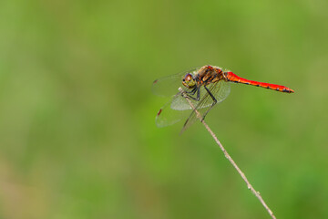 身近な日本の秋の風景　アカトンボの仲間　アキアカネ