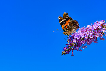 赤と黒のモザイク模様が美しい身近なチョウ、夏から秋によく見られるアカタテハ
