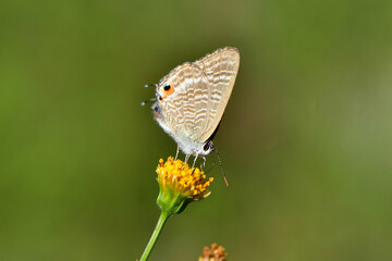 秋に草原や川原で見られる身近なかわいい小さなチョウ、ウラナミシジミ