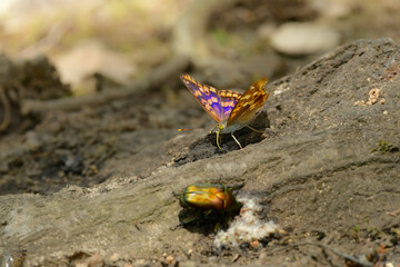 オレンジと紫の美しい翅をもつ身近なチョウ、コムラサキ