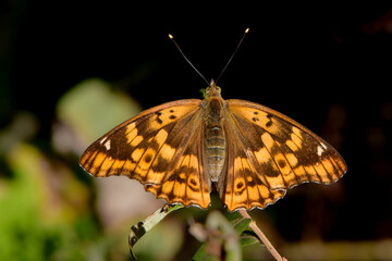 オレンジと紫の美しい翅をもつ身近なチョウ、コムラサキ