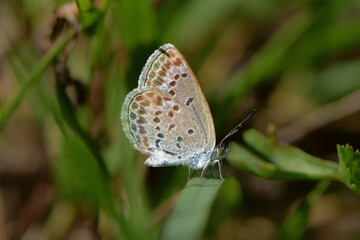 栃木県や千葉県の川原や草原に生息するとても小さなチョウ、絶滅危惧種のシルビアシジミ