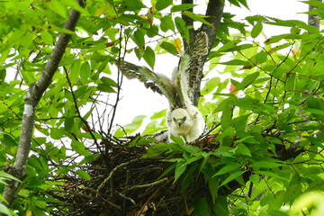 純白のヒナが目立つ、身近な公園で出会える日本で最も小さなタカ、公園のハンターのツミ