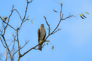 公園や雑木林で見られるかっこいい身近なハンターのツミやその巣立ちびな