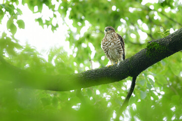 公園や雑木林で見られるかっこいい身近なハンターのツミやその巣立ちびな