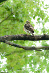 公園や雑木林で見られるかっこいい身近なハンターのツミやその巣立ちびな