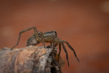 Araña va a saltar