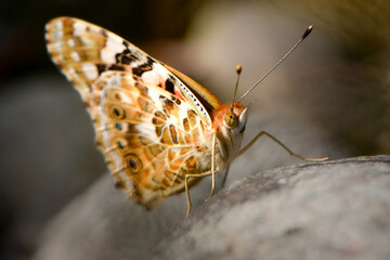 オレンジと黒のモザイク模様が美しい、公園や川原で見られる身近なチョウ、ヒメアカタテハ
