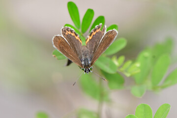 秋に川原や草原で見られる青紫色の小さな美しいチョウ、絶滅危惧種のミヤマシジミ