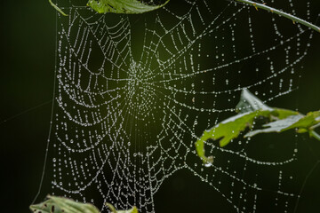 Telaraña bañada en rocio