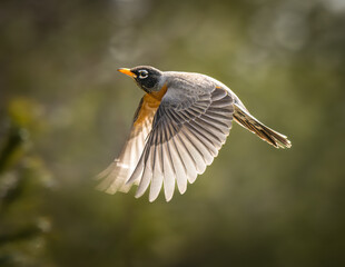Close-up of American Robin bird flying