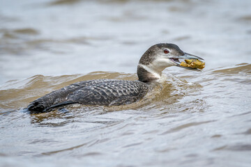 Common Loon swimming in the ocean eating a crab