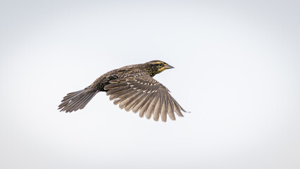 Close-up of Red-winged Blackbird bird flying