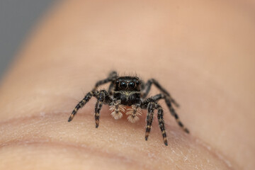 Araña saltarina sobre una mano