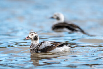 Long-tailed Ducks swimming in the ocean