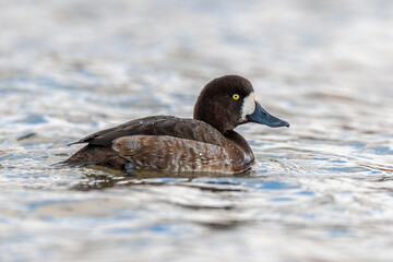 Lesser Scaup duck swimming in the ocean