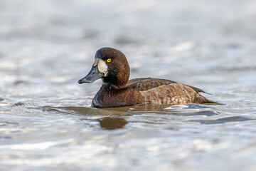 Lesser Scaup duck swimming in the ocean