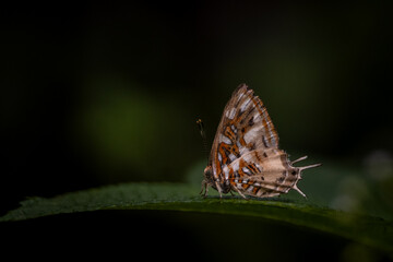 Mariposa posando sobre una hoja