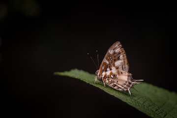 Mariposa posando sobre una hoja verde