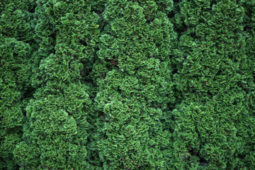 green moss background, 