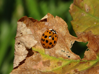 Harlequin ladybird beetle, also known as multicoloured Asian lady beetle, (Harmonia axyridis f. succinea) sitting on a dry leaf © Distracted_by_Bugs