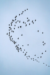 Flock of Graylag Goose, Anser anser, autumn, Iceland