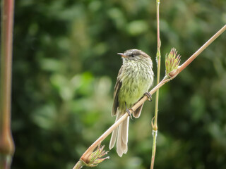 Cachudito ágil perchado en rama de chusque