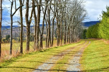 Obraz premium path in the forest