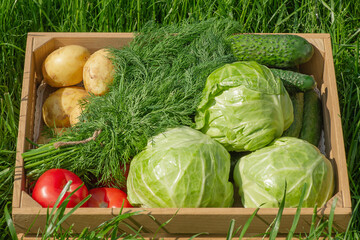 Vegetables cabbage, potatoes, cucumbers, tomatoes and dill in a wooden box on a grass background.