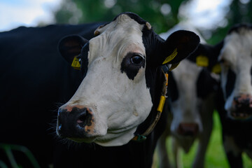 Mature cow. Black and white Holstein cow on meadow. Holstein cows at pasture. Cows on a meadow. Cow...