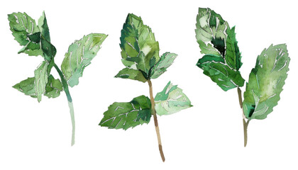 PNG Monochromatic fresh mint leaves plant herbs leaf.