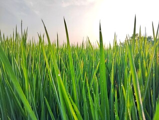 Dew drops on rice leaves in the morning, Nature background concept 