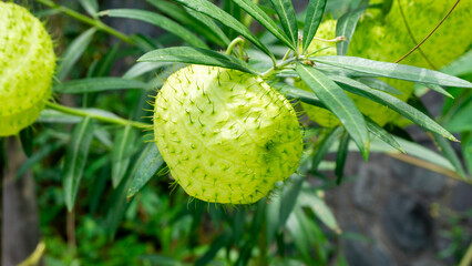 Gomphocarpus physocarpus (hairy balls, balloon plant, balloon cotton bush, bishop's balls, nailhead, swan plant, milkweed, ornamental plant) with a natural background