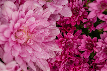 Close-up of pink and magenta chrysanthemum flowers with water droplets on petals after rain. Concept of natural beauty, moisture, and seasonal autumn flowers in the garden