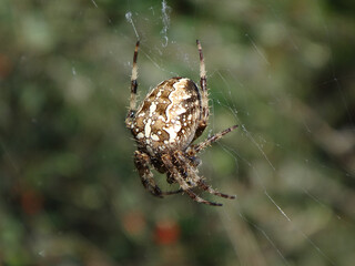 The European garden spider (Araneus diadematus), also known as cross spider or cross orb-weaver, female in her web
