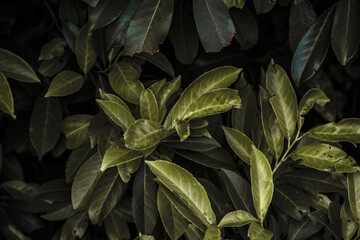 green leaves background