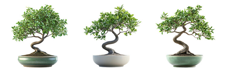 Elegant Bonsai Trees in Decorative Pots Isolated on Transparent Background