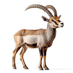 Obraz premium A male gerenuk, a long-necked antelope from Africa, stands on a white background with its head turned to the side and its ears perked up.