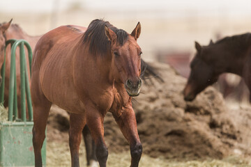 A horse at feeding time