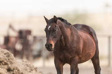 Obraz premium Large Dark Horse at Pasture