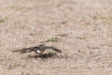 a junco taking its flight