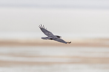 A Raven in Flight