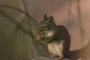 a red squirrel at feeding time