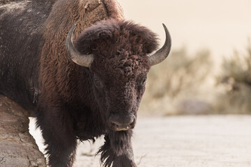 The Buffalo Lounging in the grass, grazing.