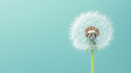 Close-up of a single dandelion seed head with white fluff against a blue background.