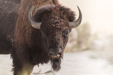 The Buffalo Lounging in the grass, grazing.