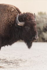 The Buffalo Lounging in the grass, grazing.